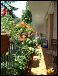 Mon jardin !!! n'est qu'un balcon