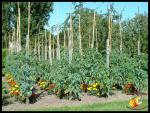 Vue du potager de mes parents