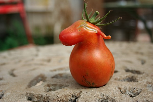 Tomate cheval