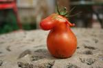 Tomate cheval