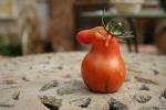 Tomate cheval
