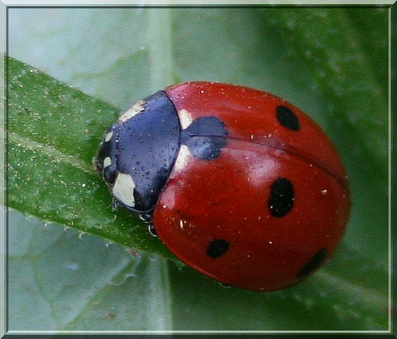 Coccinelle