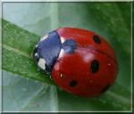 Coccinelle