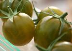 Tomate Raisin Vert 