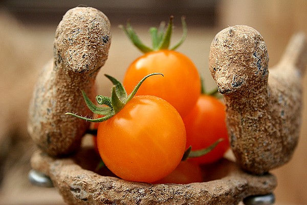 Tomate Ester Hesse Yellow