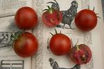 Tomate Chocolate