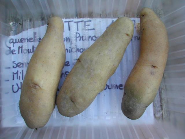 Ratte ( ou Quenelle de Lyon... )