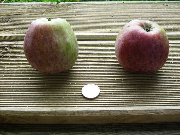 Pomme jolibois