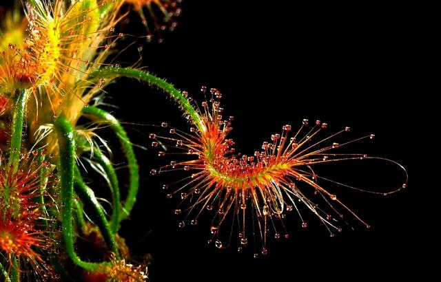 Fleurs et Animaux 06