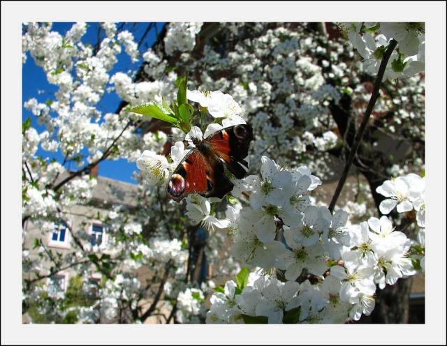 Fleurs et Animaux 11