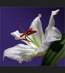 Fleurs et Animaux 15