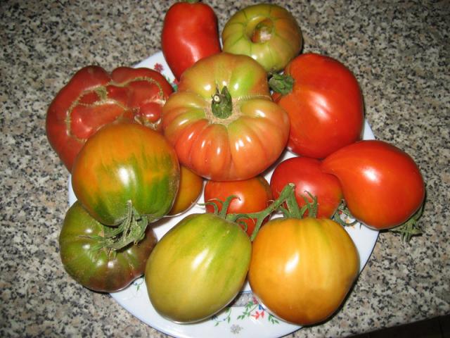 La première vraie récolte de Luigi 55