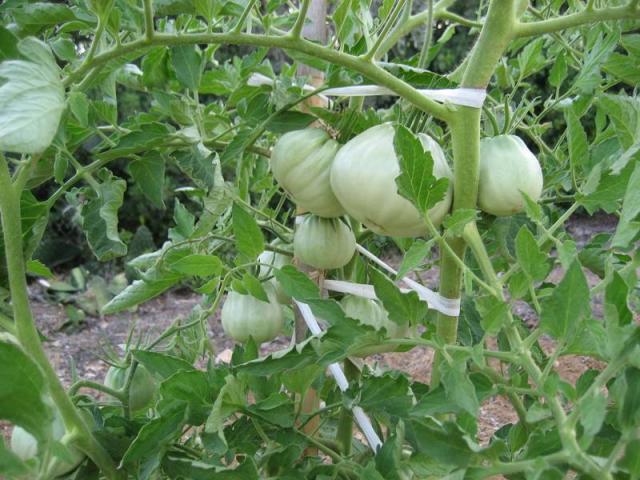 Poire des Abbruzes 2