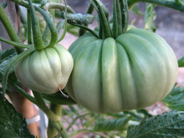 Luigi quelle est cette variété ?