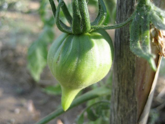 Téton de Vénus encore verte