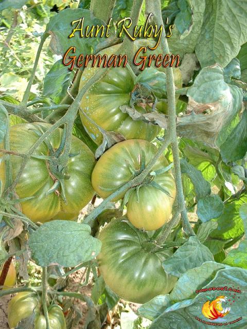 Aunt Ruby's german Green 