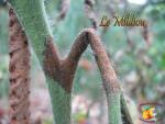 Le mildiou 