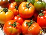 Gros plan sur le saladier de tomates assorties 