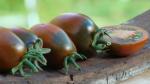 Tomate Prune Noire