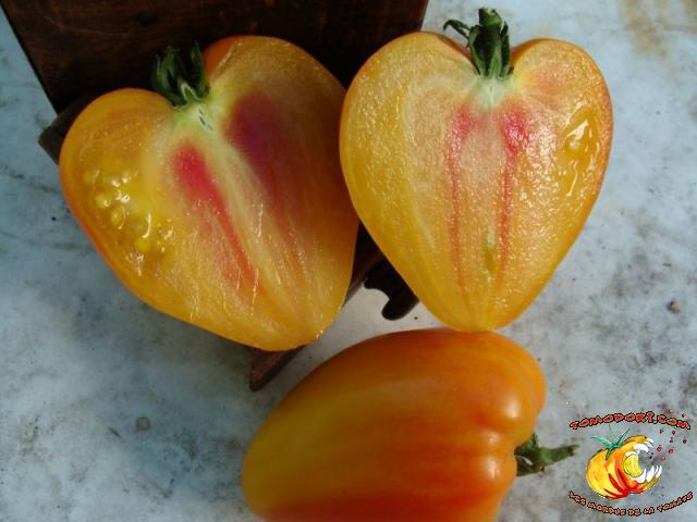 Tomate Orange Russian