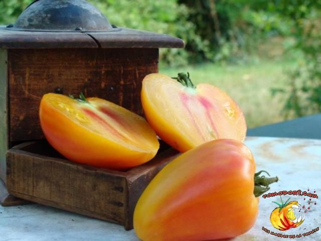 Tomate Orange Russian