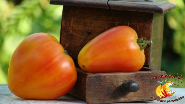 Tomate Orange Russian