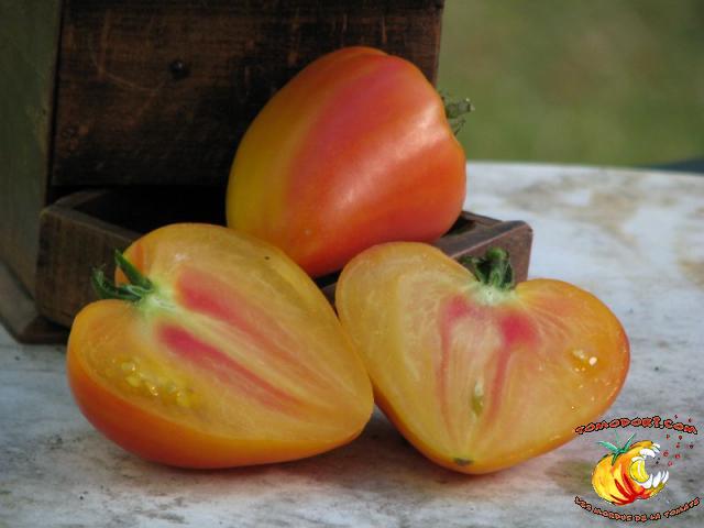 Tomate Orange Russian