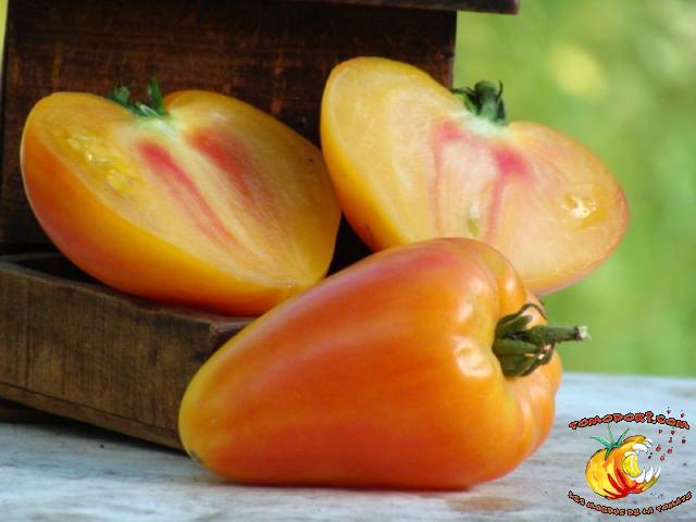 Tomate Orange Russian