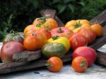 Les plus belles photos de tomates de l'année 2008