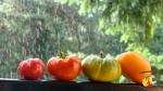 Assortiment de tomates