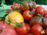 Assortiment de tomates