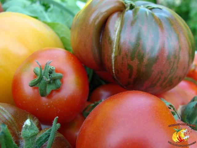 Assortiment de tomates