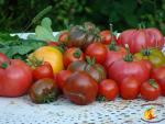 Assortiment de tomates