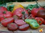 Assortiment de tomates