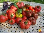 Assortiment de tomates