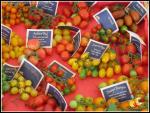 Quelques variétés de tomates 
