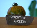 Tomate Dorothy Green