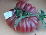 Tomate Zapotek Pink Pleated 