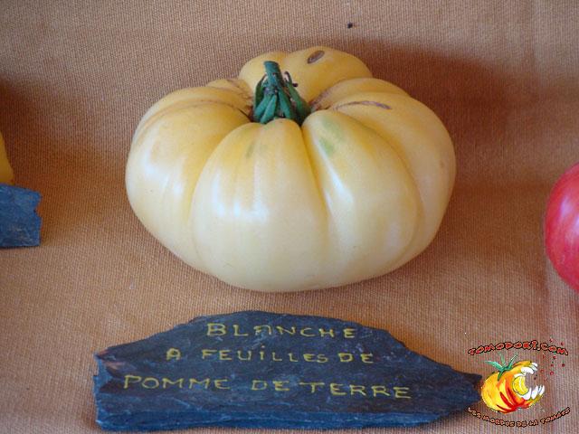 Tomate Blanche