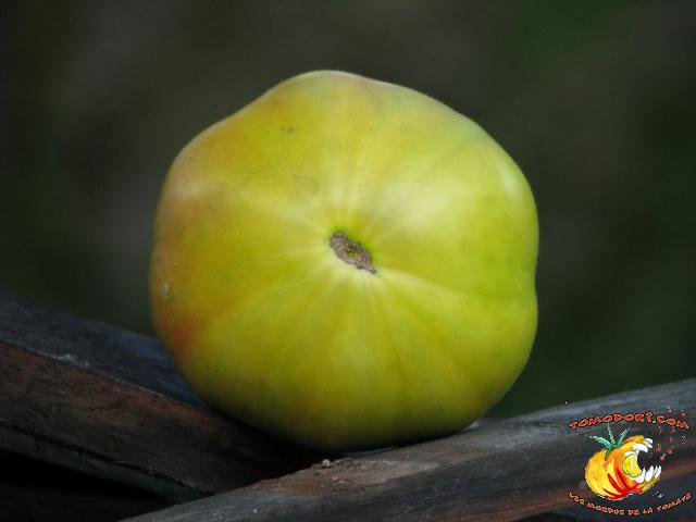 Tomate Aunt Ruby's German Green