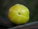 Tomate Aunt Ruby's German Green