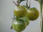 Tomate Aunt Ruby's German Green Cherry 