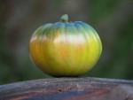 Tomate Aunt Ruby's German Green