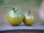 Tomate Aunt Ruby's German Green Cherry 