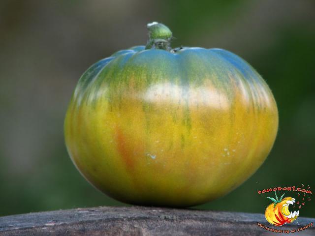 Tomate Aunt Ruby's German Green