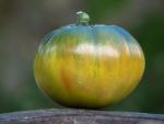 Tomate Aunt Ruby's German Green