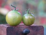 Tomate Aunt Ruby's German Green Cherry 