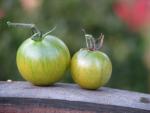 Tomate Aunt Ruby's German Green Cherry 
