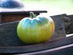 Tomate Aunt Ruby's German Green