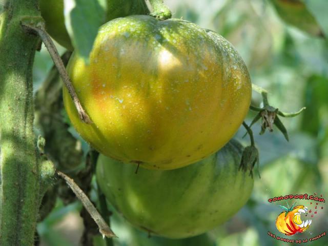 Tomate Aunt Ruby's German Green